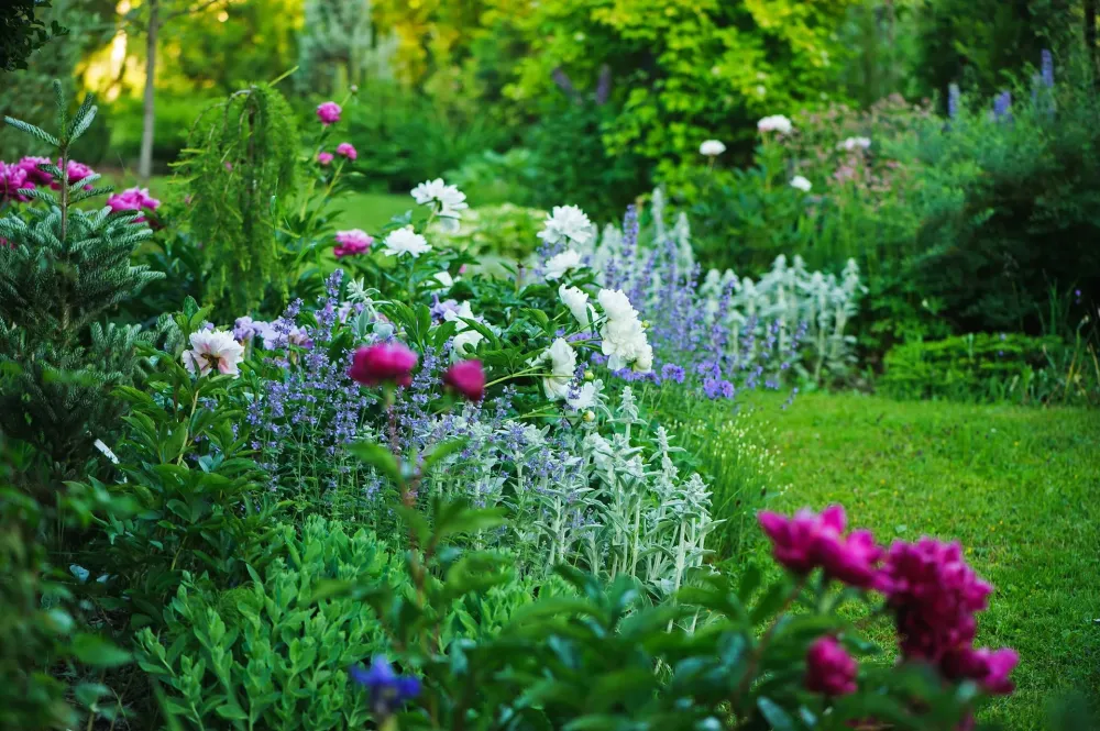 jardin fleurs